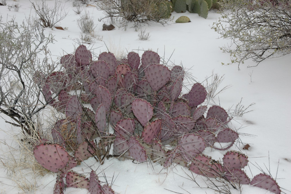 prickly pear in snow.JPG