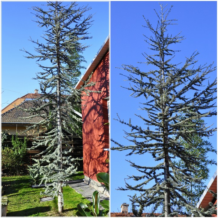 Cedrus.jpg