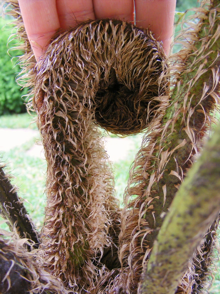 Cyathea.JPG