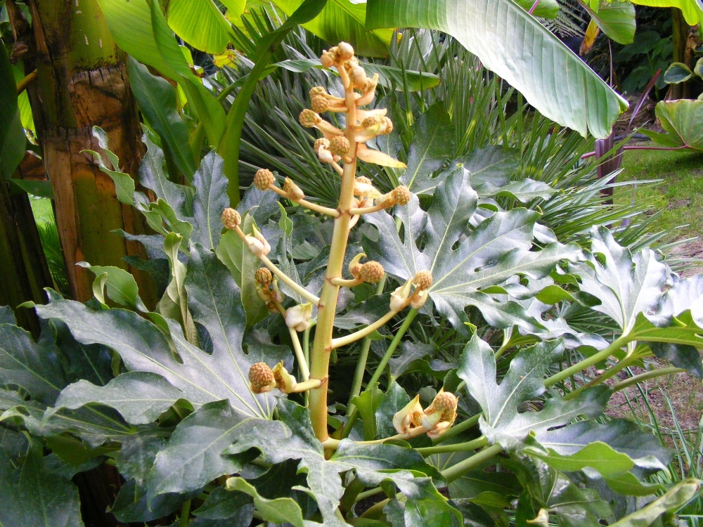 Fatsia.JPG