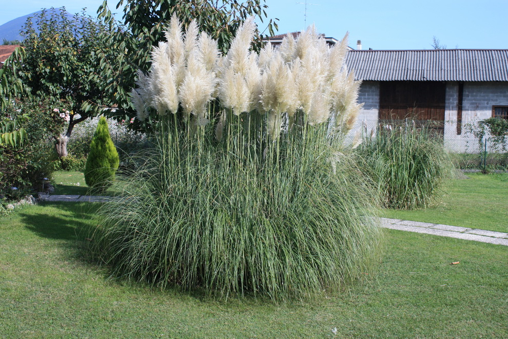 Cortaderia selloana.jpg