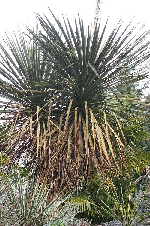 Yucca hibrid.jpg