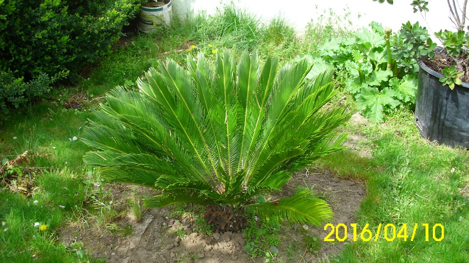 cycas 2016.jpg