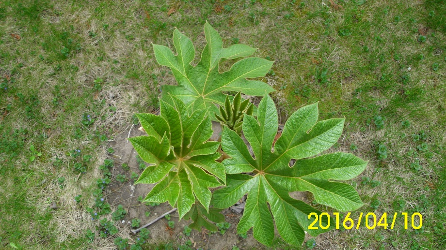 tetrapanax felülről2016.jpg