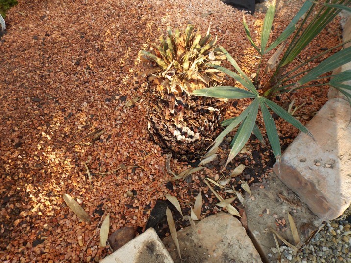 kepatmeretezes_hu_cycas.jpg