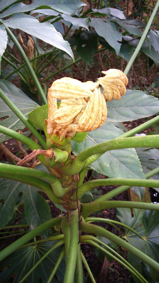 fatsia japonica.jpg