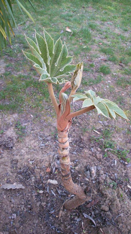 tetrapanax 3.jpg