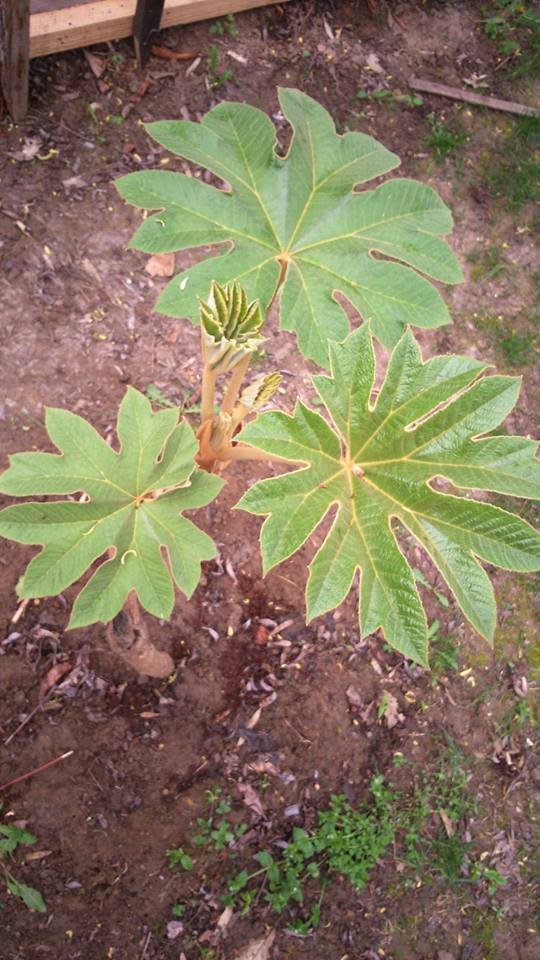 tetrapanax1.jpg