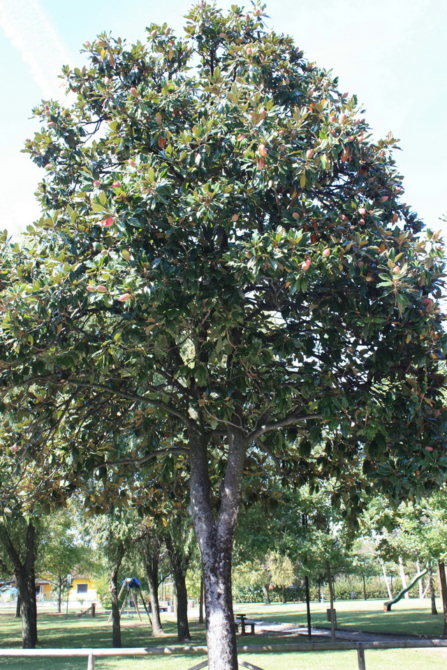 magnolia grandiflora 6.jpg