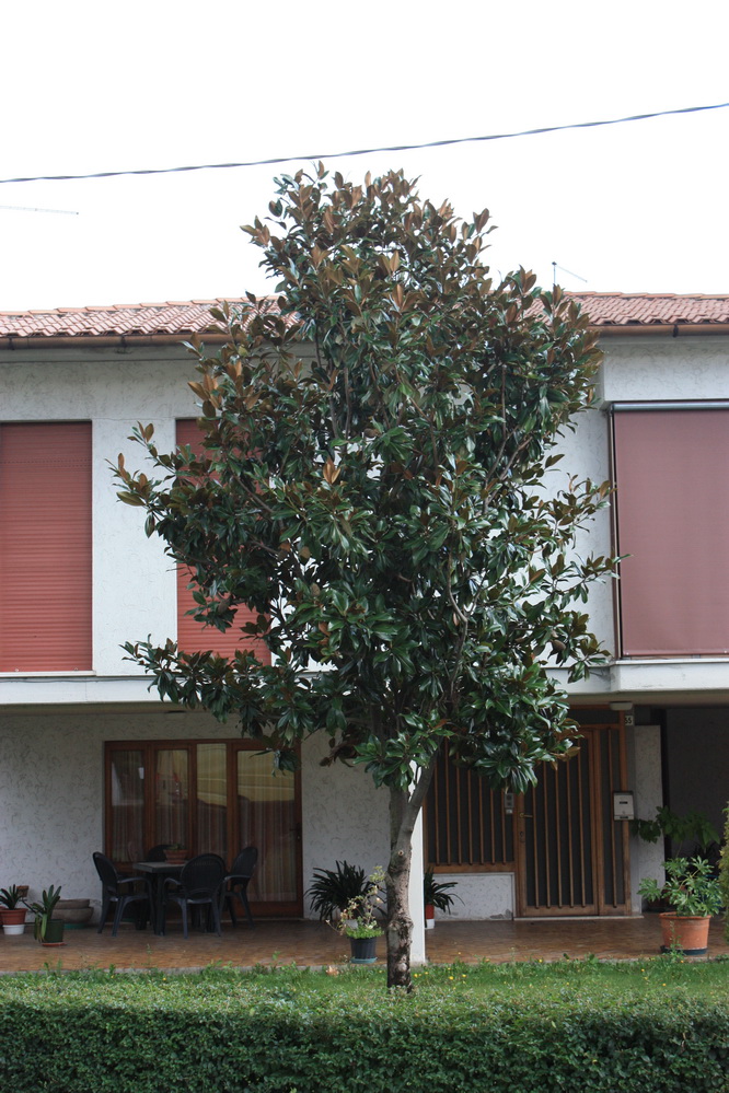 Magnolia grandiflora 110919.jpg