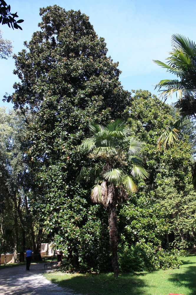 Magnolia grandiflora 100923.jpg