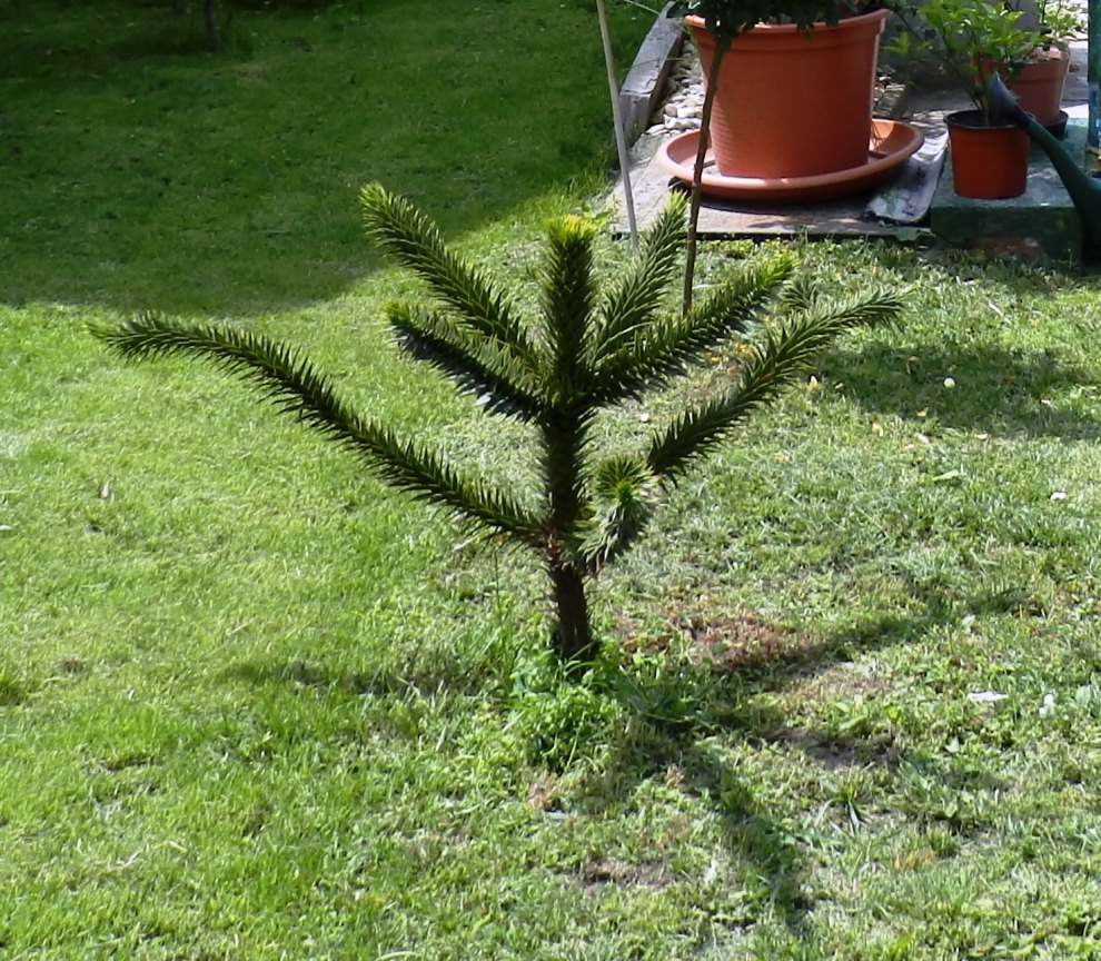 araucaria 2013.jpg