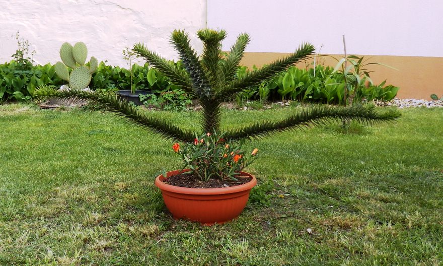 araucaria 2014 tavasz.jpg