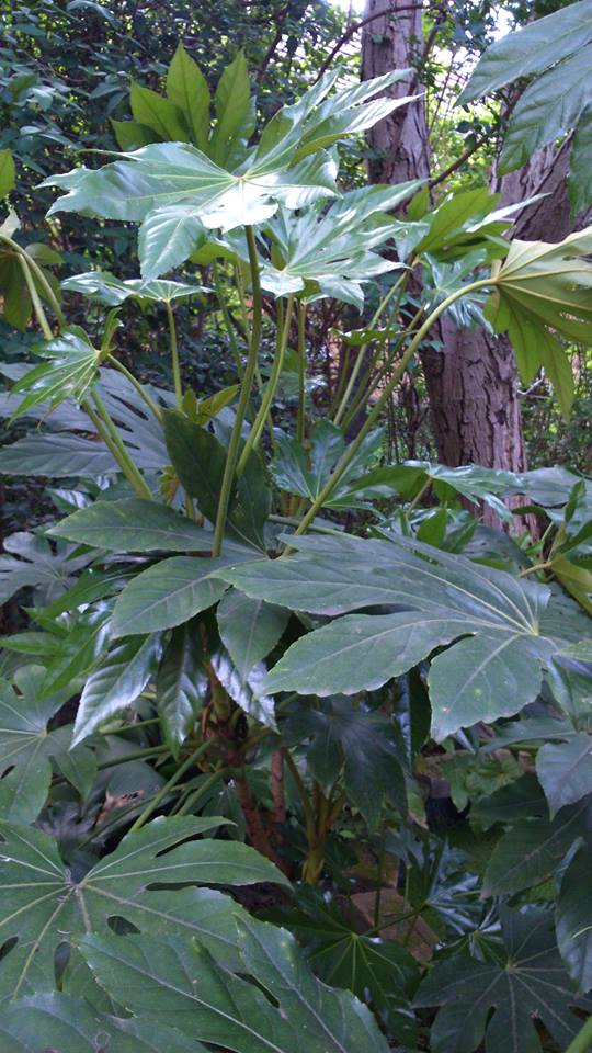 fatsia japonica május.jpg