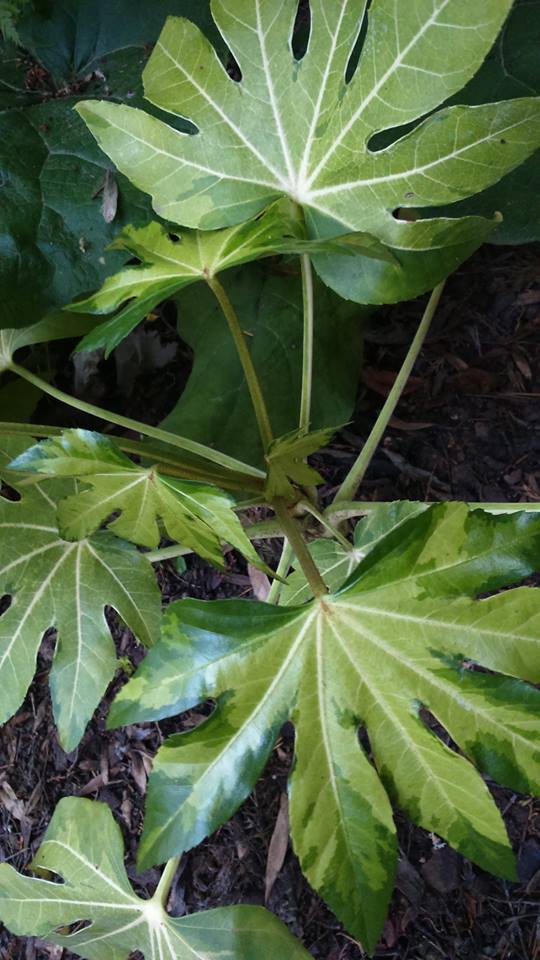 Fatsia japonica variegata.jpg