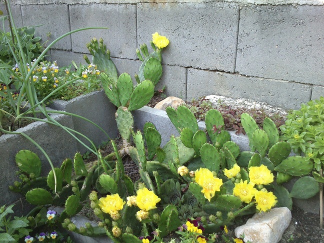 virágzó opuntia2.jpg