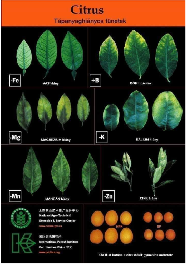citrus tápanyaghiány tünetek.png